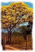 rbol Nacional: Araguaney